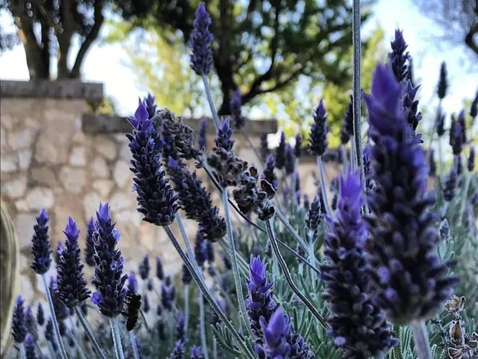 B&B Badde Cubas Usini Dış mekan fotoğraf