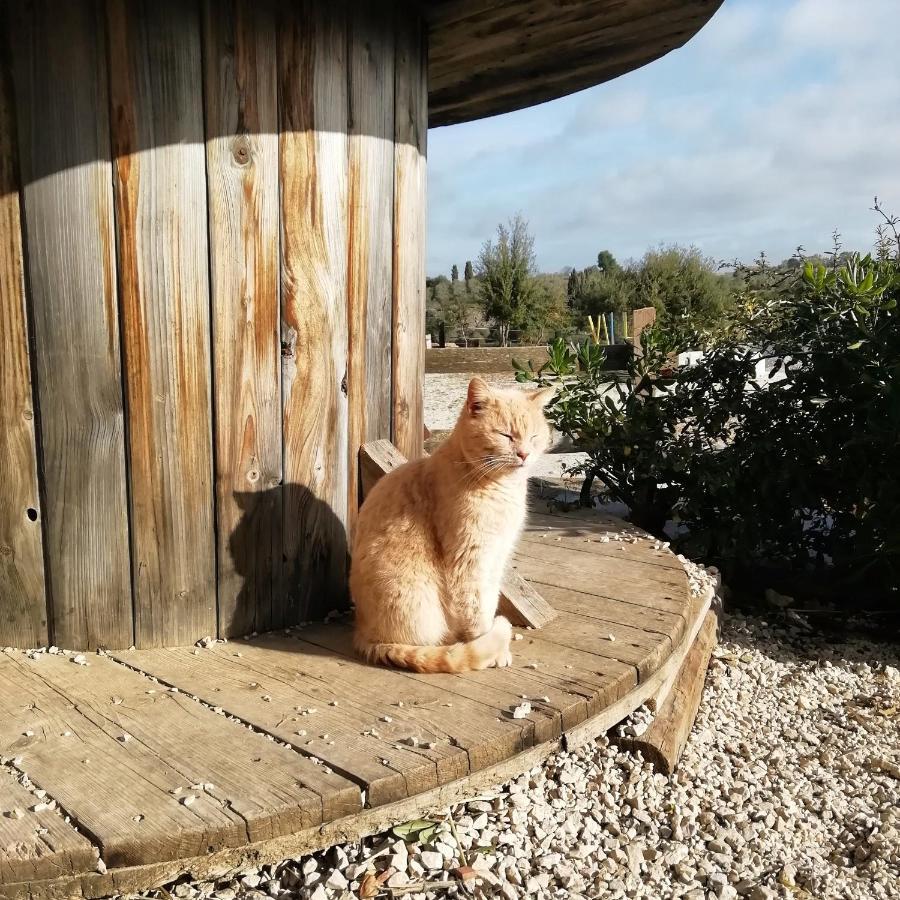 B&B Badde Cubas Usini Dış mekan fotoğraf